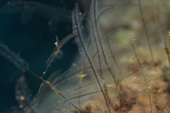 Macrorhynchia philippina