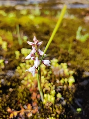 Prasophyllum cucullatum