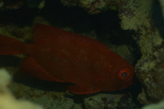 Priacanthidae