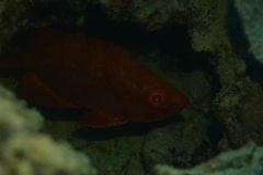 Priacanthidae
