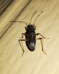 Froeschneria piligera