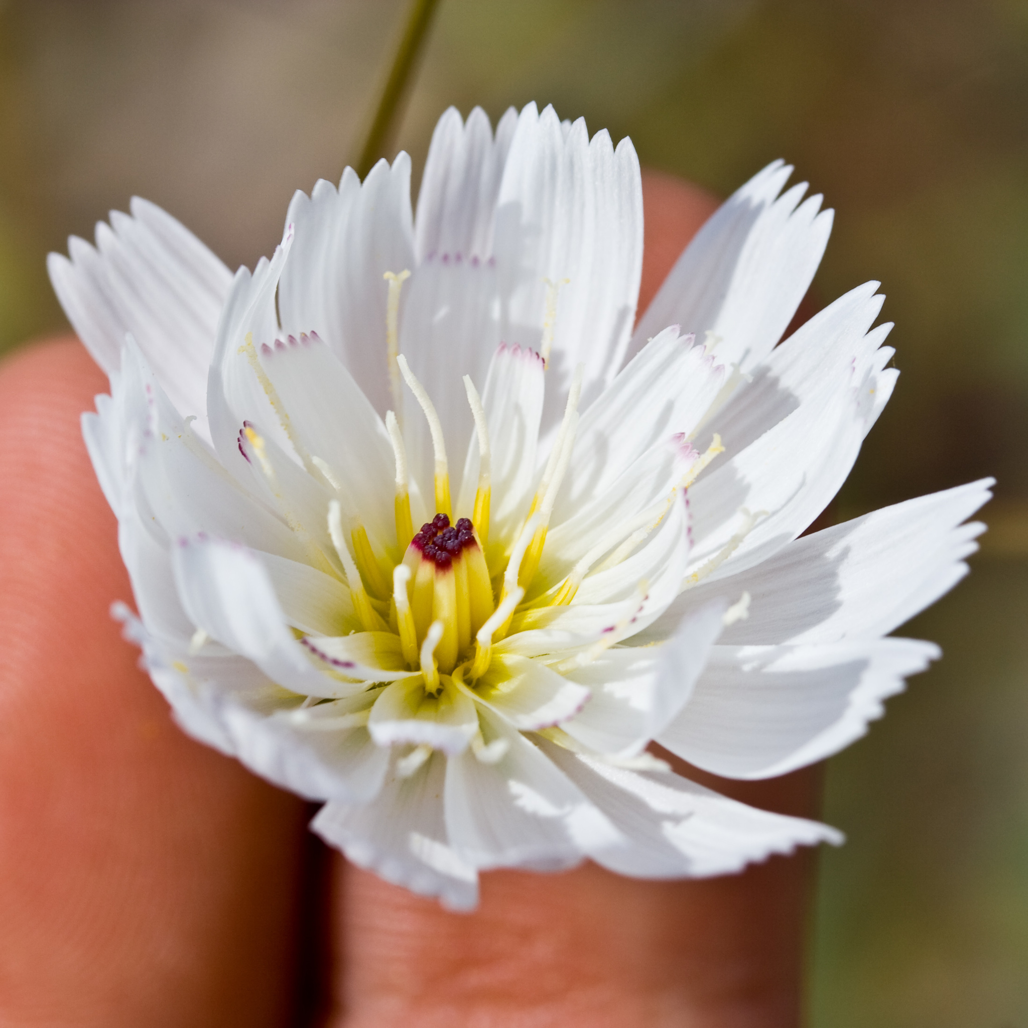 Atrichoseris