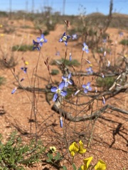 Heliophila lactea
