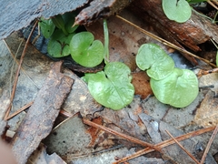 Corybas diemenicus