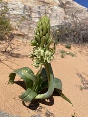 Ornithogalum xanthochlorum