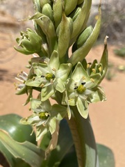 Ornithogalum xanthochlorum