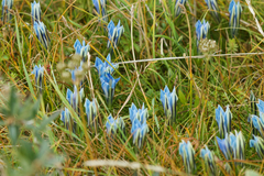 Gentiana lawrencei