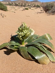 Ornithogalum xanthochlorum