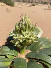 Ornithogalum xanthochlorum