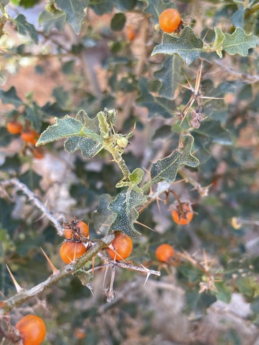 Image of Solanum humile by (c) Matt Berger, some rights reserved (CC BY)