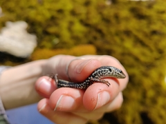 Ctenotus labillardieri