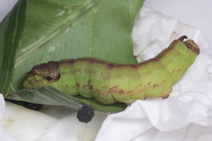 Eupanacra