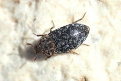 Dermestes undulatus