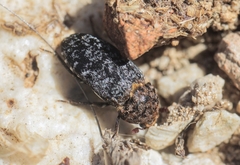 Dermestes undulatus