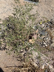 Trichodesma africanum