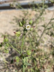 Trichodesma africanum