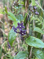 Vincetoxicum barbatum