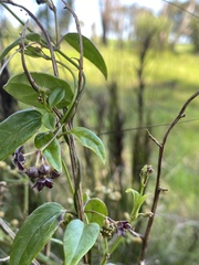 Vincetoxicum barbatum