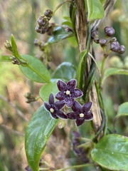 Vincetoxicum barbatum