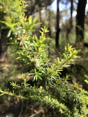 Taxandria parviceps