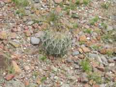 Echinomastus unguispinus