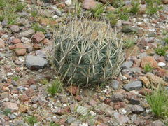 Echinomastus unguispinus