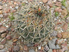 Echinomastus unguispinus