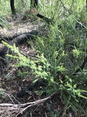 Taxandria parviceps