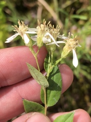 Doellingeria sericocarpoides