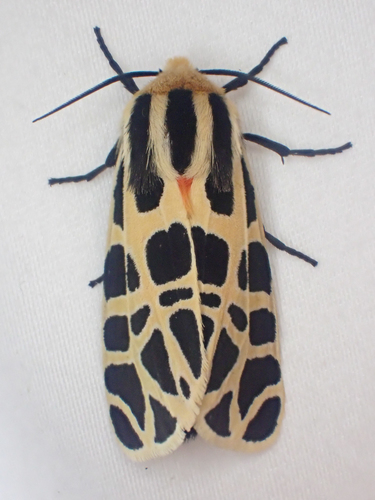 Mexican Tiger Moth photo 3