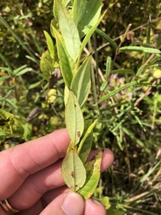 Doellingeria sericocarpoides