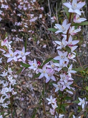 Crowea angustifolia