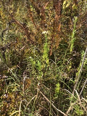 Doellingeria sericocarpoides