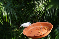 Leucopsar rothschildi