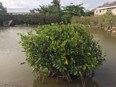 Rhizophora samoensis