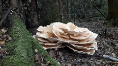 Bondarzewia kirkii