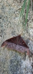 Ischyja manlia