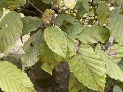 Carpinus betulus