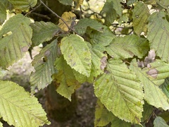 Carpinus betulus