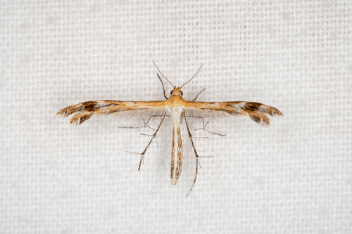 Spiderling Plume Moth