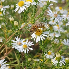 Apis mellifera