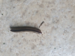 Ommatoiulus sabulosus