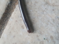 Ommatoiulus sabulosus