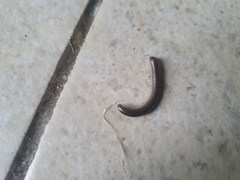 Ommatoiulus sabulosus