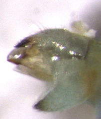 Acizzia acaciaebaileyanae