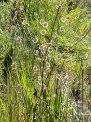 Thysanocarpus radians