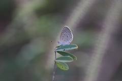Zizeeria karsandra