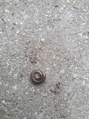 Ommatoiulus sabulosus