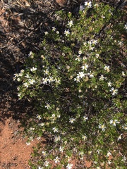 Olearia calcarea