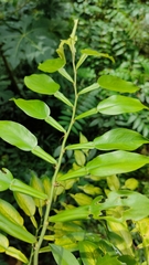 Pothos chinensis